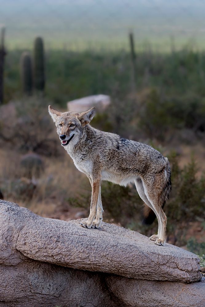 A coyote takes advantage of a rock to gain a better view. art print by Larry Richardson for $57.95 CAD
