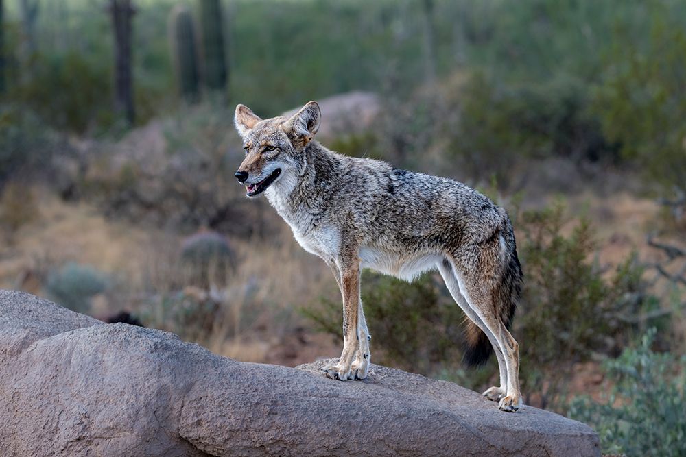 A coyote takes advantage of a rock to gain a better view. art print by Larry Richardson for $57.95 CAD