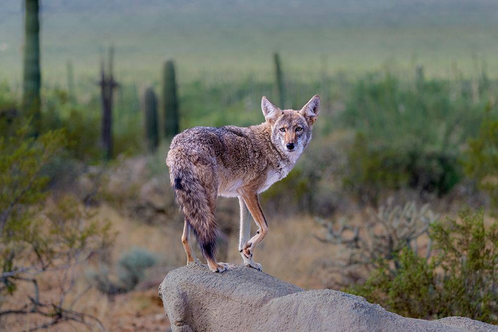 A coyote takes advantage of a rock to gain a better view. art print by Larry Richardson for $57.95 CAD