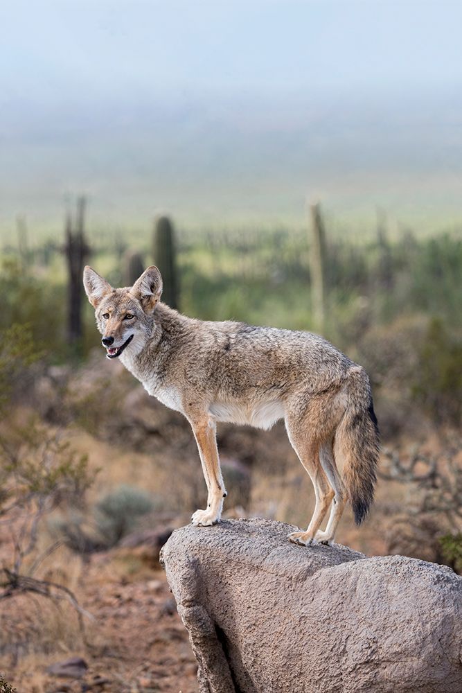 A coyote takes advantage of a rock to gain a better view. art print by Larry Richardson for $57.95 CAD