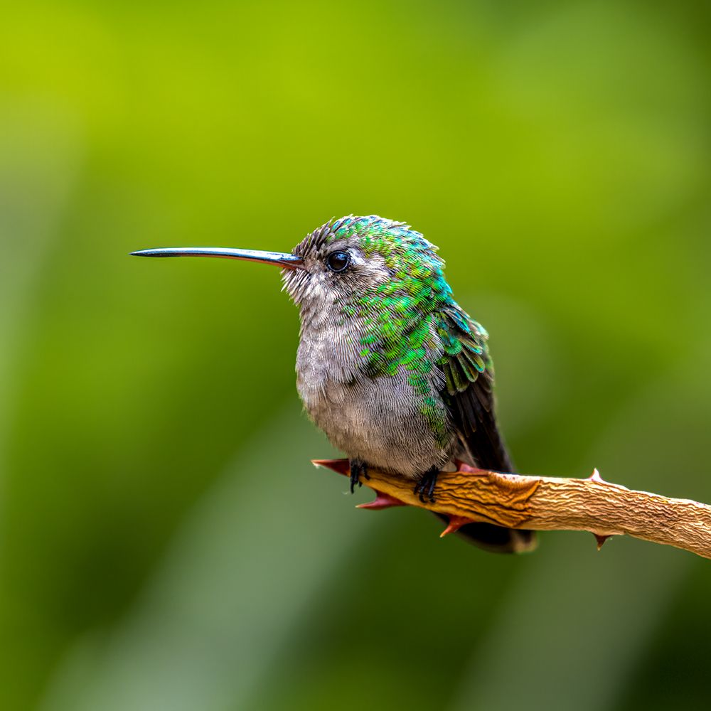 A broad-billed humming bird perched. art print by Larry Richardson for $57.95 CAD