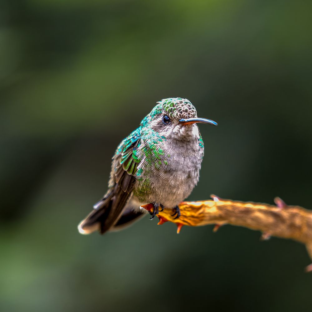 A broad-billed humming bird perched. art print by Larry Richardson for $57.95 CAD