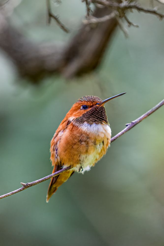 A rufous hummingbird perched looks on. art print by Larry Richardson for $57.95 CAD