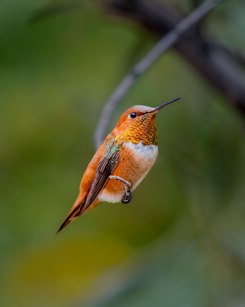 A rufous hummingbird perched looks on. art print by Larry Richardson for $57.95 CAD