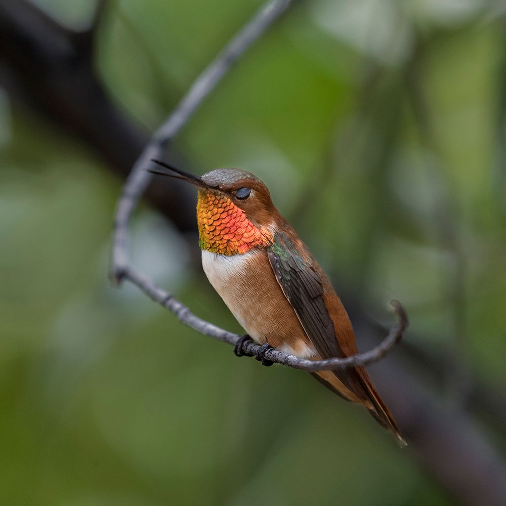 A rufous hummingbird perched looks on. art print by Larry Richardson for $57.95 CAD