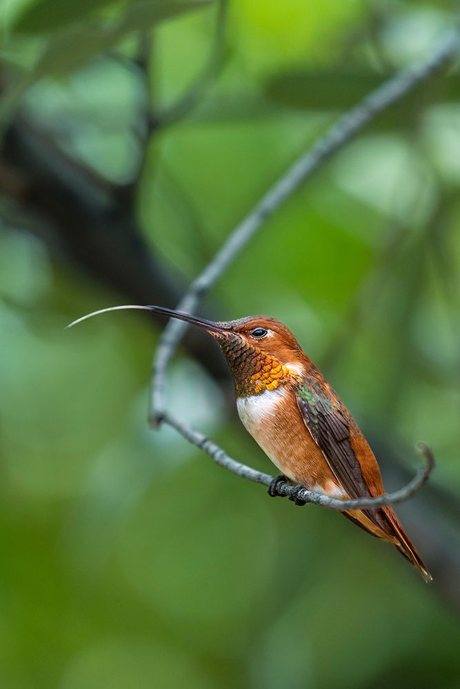 A rufous hummingbird perched looks on. art print by Larry Richardson for $57.95 CAD