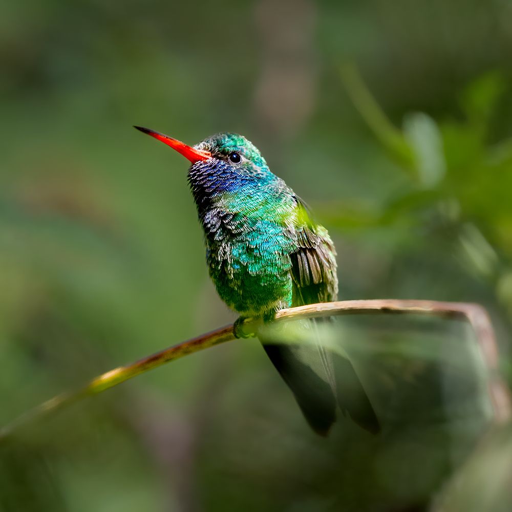 A broad-billed humming bird perched. art print by Larry Richardson for $57.95 CAD