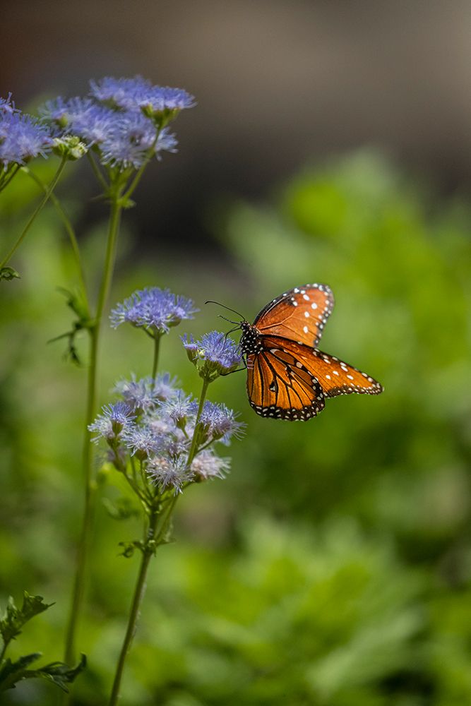 A beautiful monarch butterfly searches for nectar on mist flower art print by Larry Richardson for $57.95 CAD