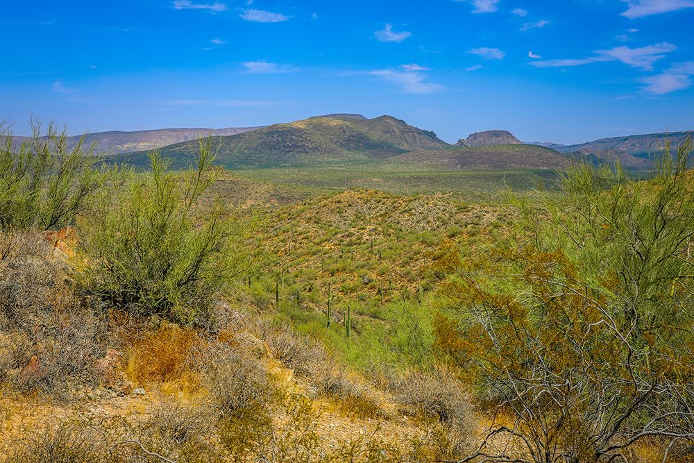 Saguaro cactus and other plants suited for extremely dry conditions typify the Sonoran desert. art print by Larry Richardson for $57.95 CAD