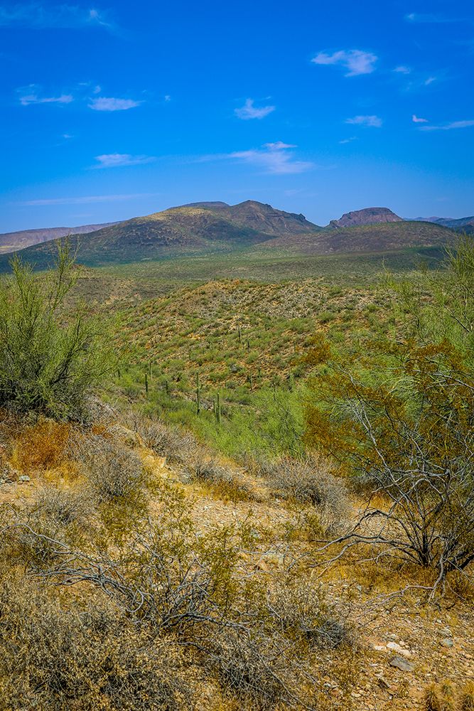 Saguaro cactus and other plants suited for extremely dry conditions typify the Sonoran desert. art print by Larry Richardson for $57.95 CAD