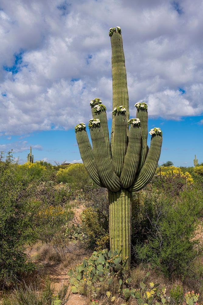 Arizona-Tucson-Saguaro National Park art print by Peter Hawkins for $57.95 CAD