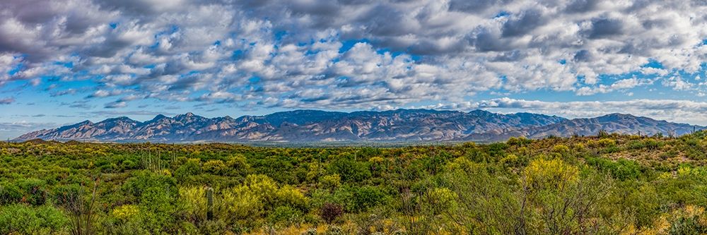 Arizona-Tucson-Saguaro National Park art print by Peter Hawkins for $57.95 CAD