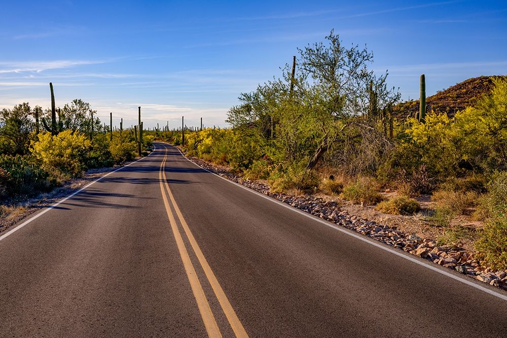 Arizona-Tucson-Saguaro National Park art print by Peter Hawkins for $57.95 CAD
