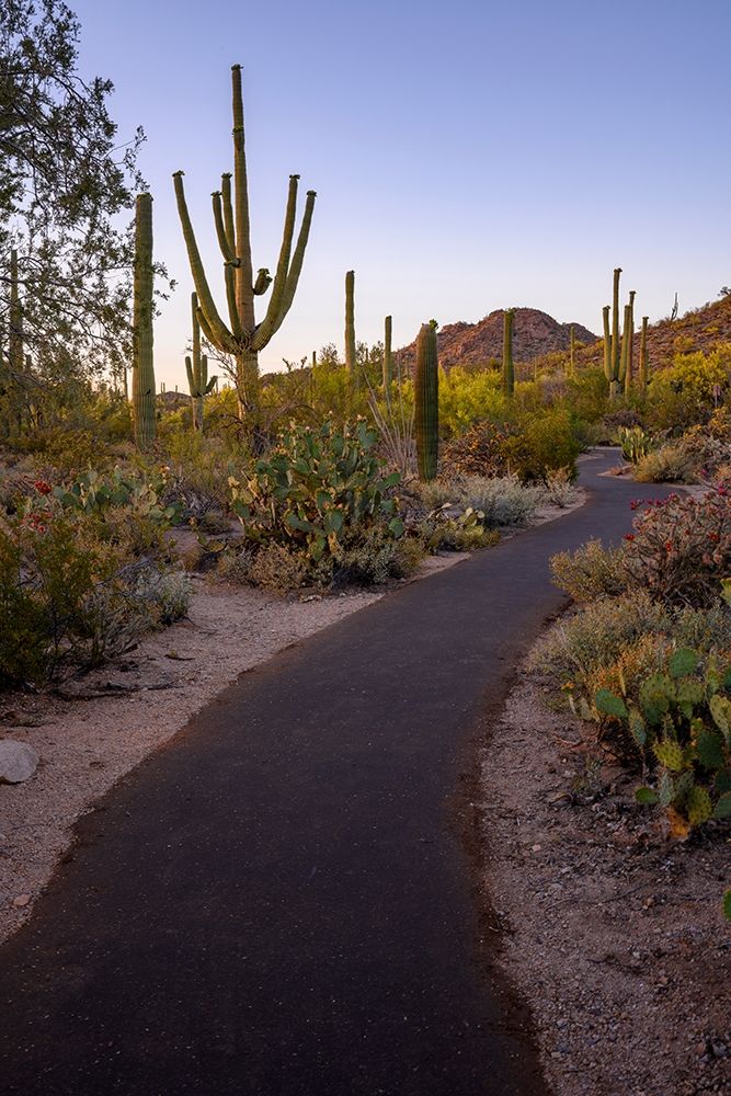 Arizona-Tucson-Saguaro National Park art print by Peter Hawkins for $57.95 CAD
