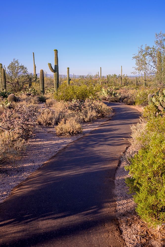 Arizona-Tucson-Saguaro National Park art print by Peter Hawkins for $57.95 CAD