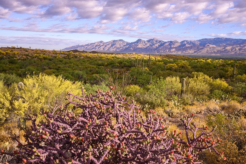Arizona-Tucson-Saguaro National Park art print by Peter Hawkins for $57.95 CAD