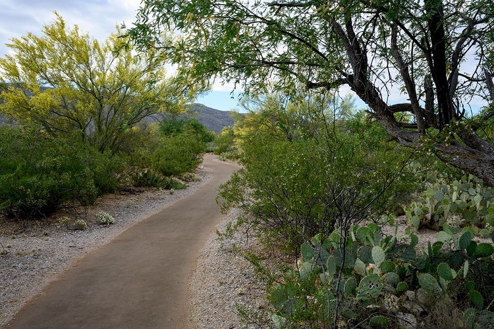 Arizona-Tucson-Saguaro National Park art print by Peter Hawkins for $57.95 CAD