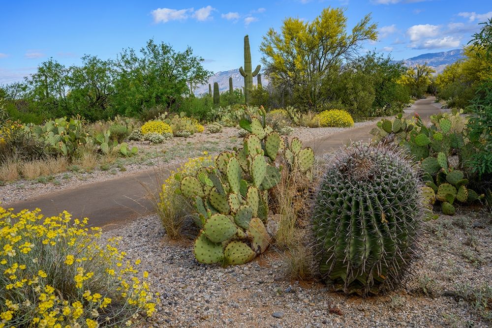 Arizona-Tucson-Saguaro National Park art print by Peter Hawkins for $57.95 CAD