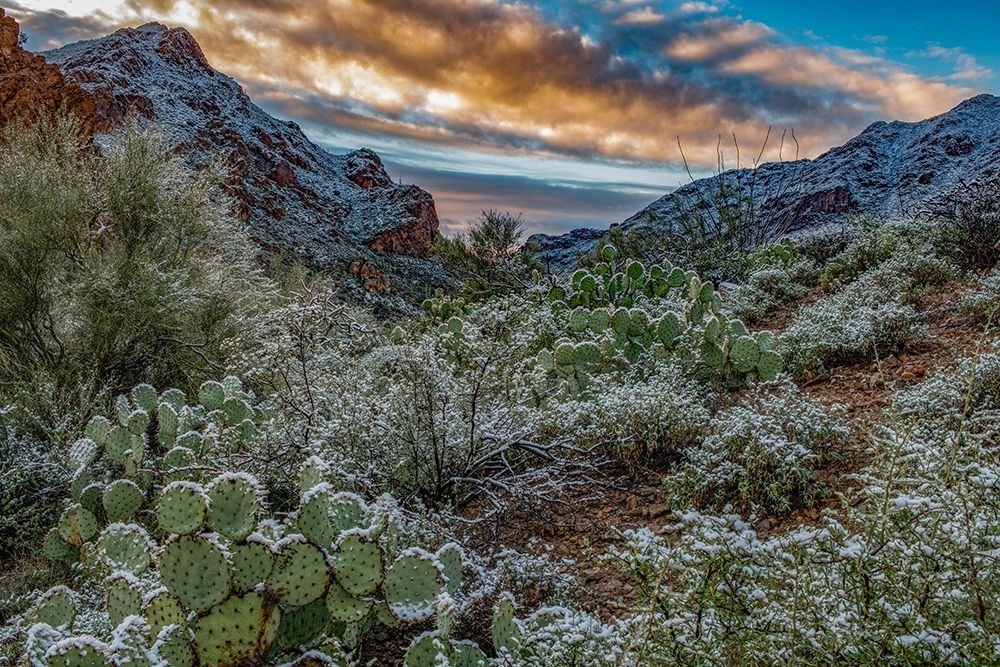 Arizona-Tucson Mountain Park art print by Peter Hawkins for $57.95 CAD