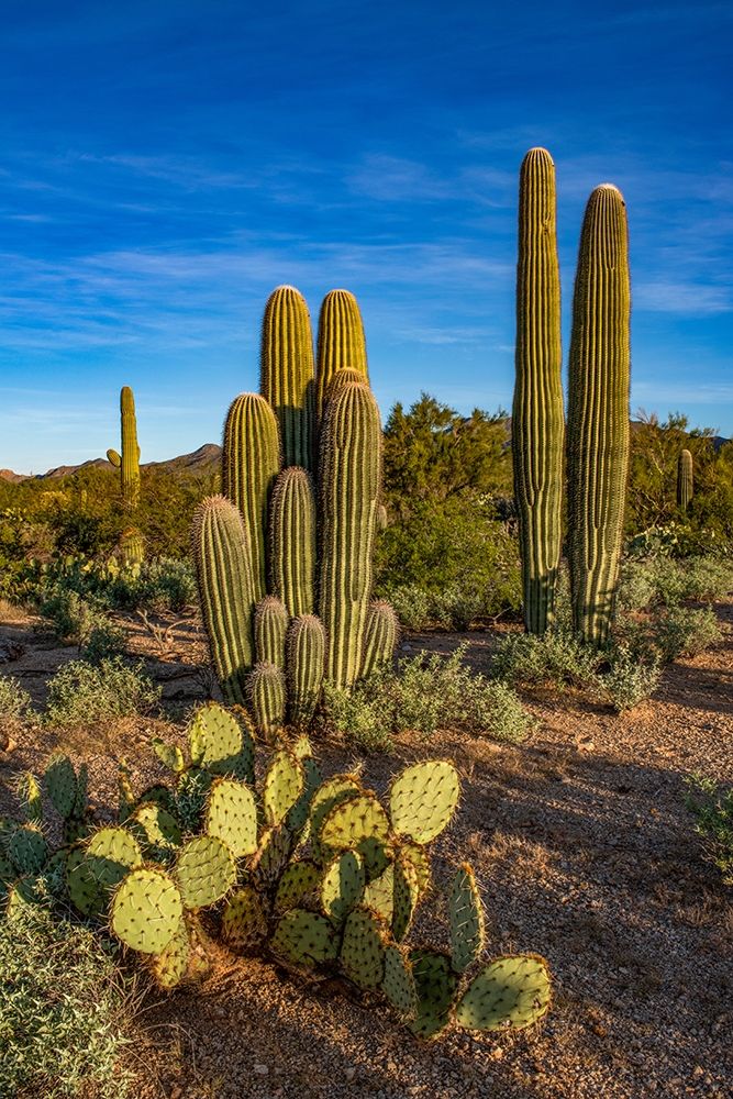Arizona-Tucson Mountain Park art print by Peter Hawkins for $57.95 CAD