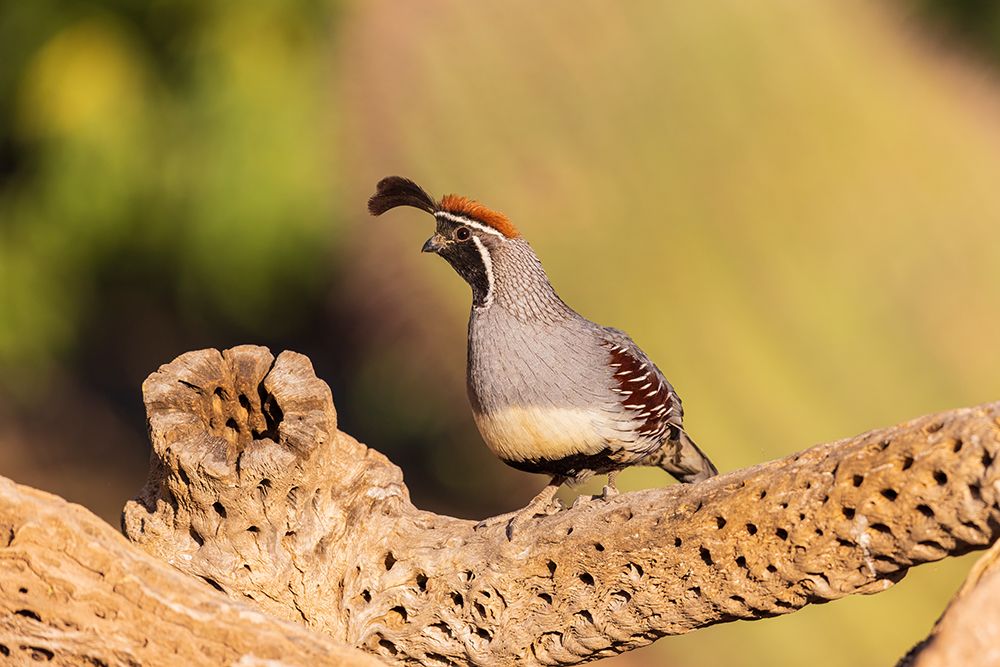 Gambels Quail male-Pima County-Arizona art print by Richard and Susan Day for $57.95 CAD