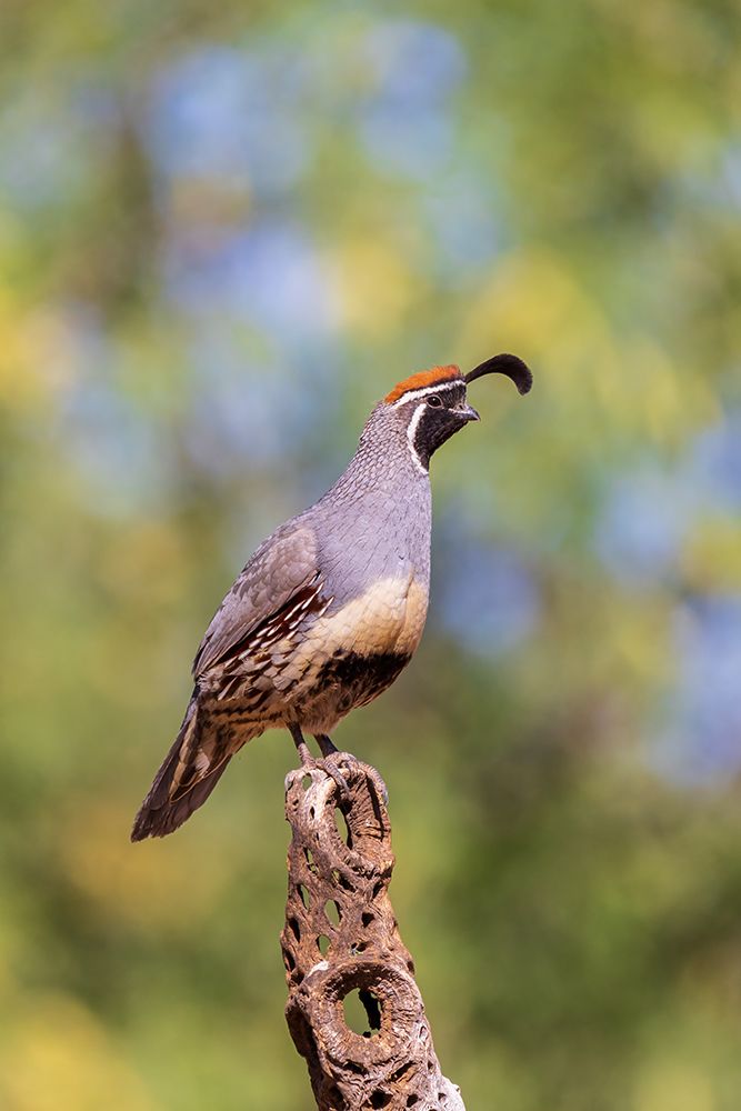 Gambels Quail male-Pima County-Arizona art print by Richard and Susan Day for $57.95 CAD