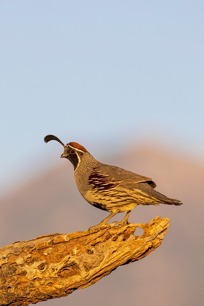 Gambels Quail male-Pima County-Arizona art print by Richard and Susan Day for $57.95 CAD