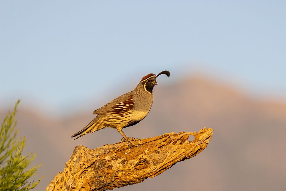 Gambels Quail male-Pima County-Arizona art print by Richard and Susan Day for $57.95 CAD