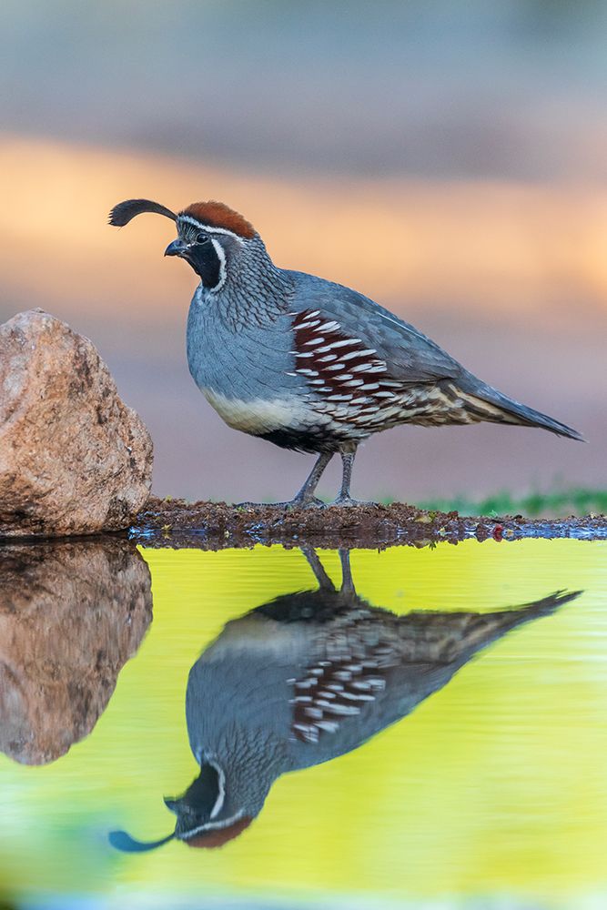 Gambels Quail male at water-Pima County-Arizona art print by Richard and Susan Day for $57.95 CAD