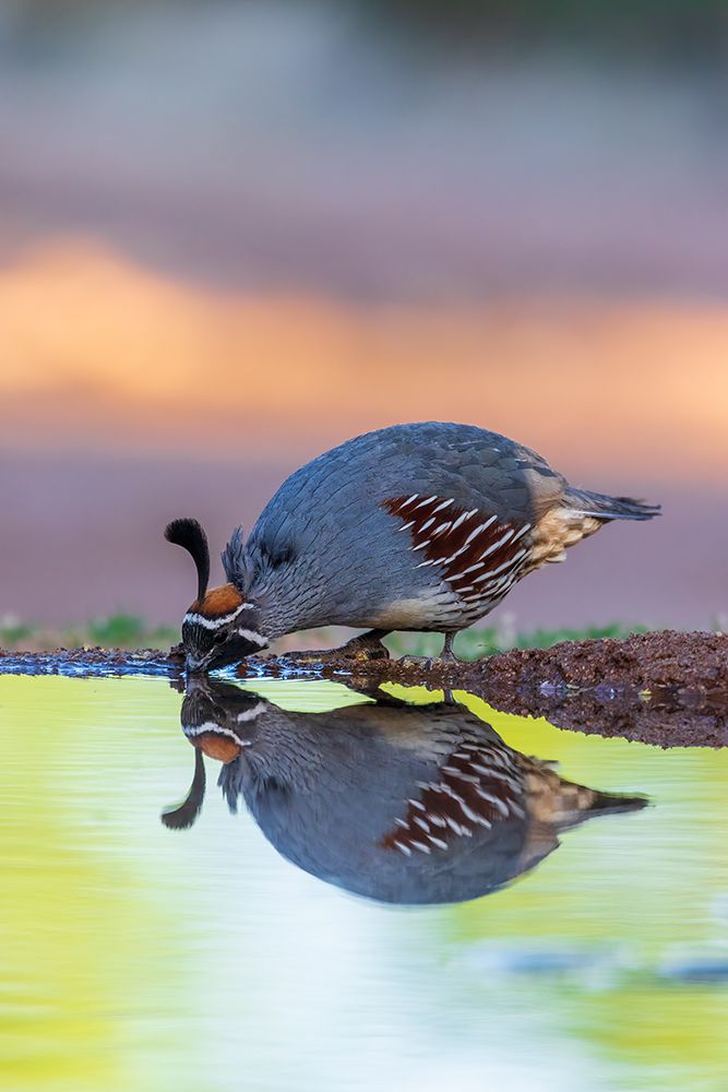 Gambels Quail male drinking at water-Pima County-Arizona art print by Richard and Susan Day for $57.95 CAD