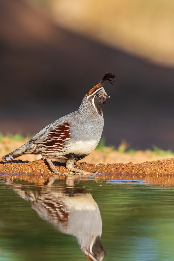 Gambels Quail male at water-Pima County-Arizona art print by Richard and Susan Day for $57.95 CAD
