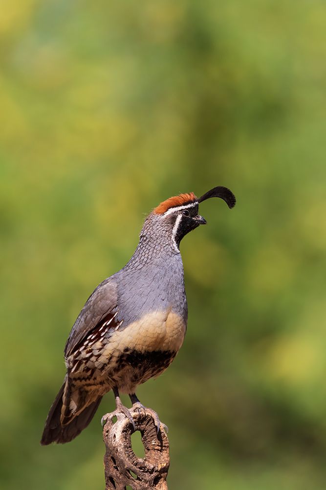 Gambels Quail male-Pima County-Arizona art print by Richard and Susan Day for $57.95 CAD