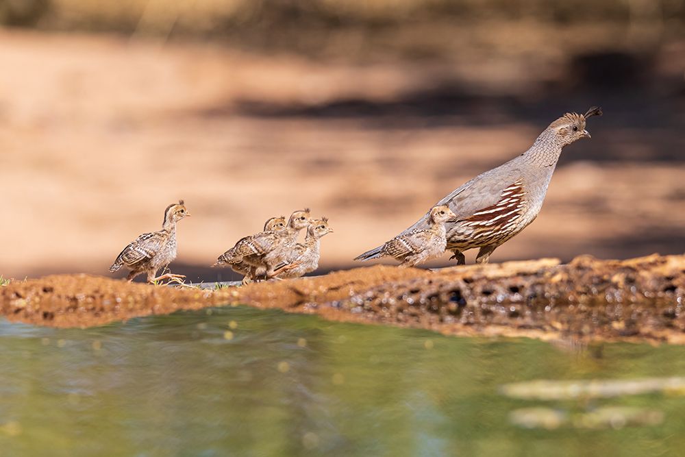 Gambels Quail female with young-Pima County-Arizona art print by Richard and Susan Day for $57.95 CAD