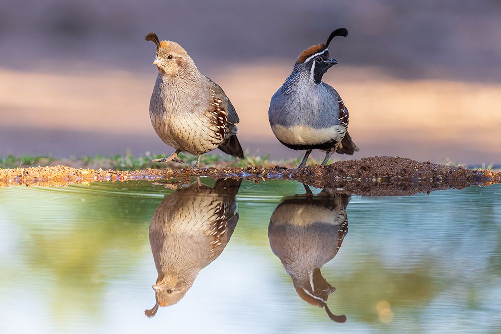 Gambels Quail male and female at water-Pima County-Arizona art print by Richard and Susan Day for $57.95 CAD