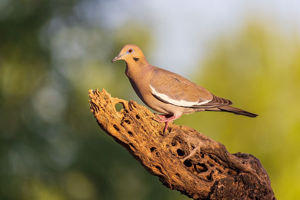White-winged Dove-Pima County-Arizona art print by Richard and Susan Day for $57.95 CAD