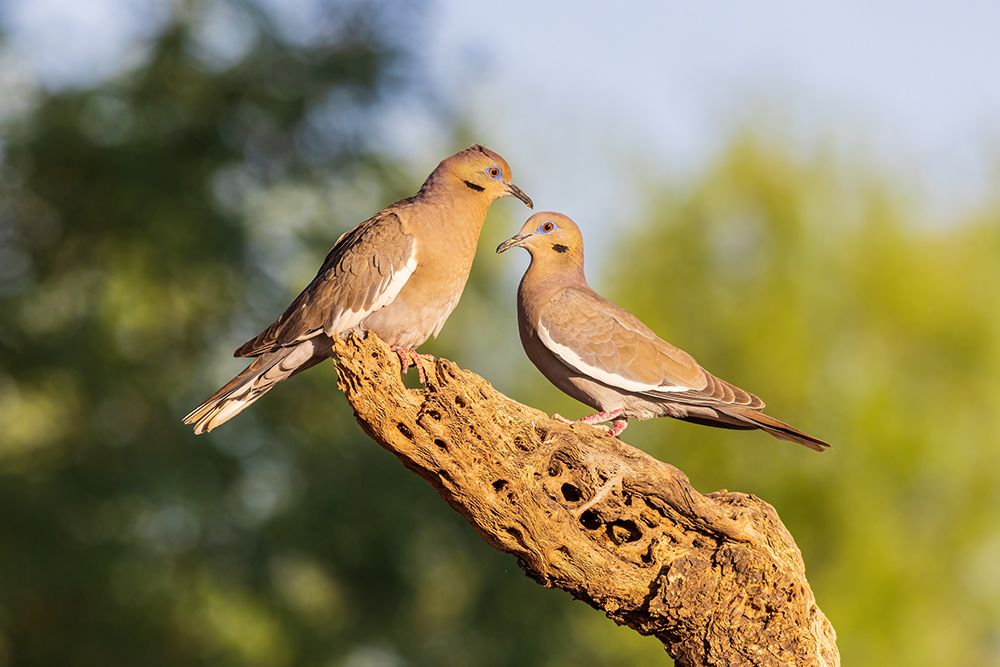 White-winged Doves-Pima County-Arizona art print by Richard and Susan Day for $57.95 CAD