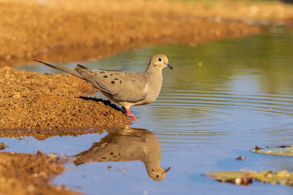 Mourning Dove at water-Pima County-Arizona art print by Richard and Susan Day for $57.95 CAD