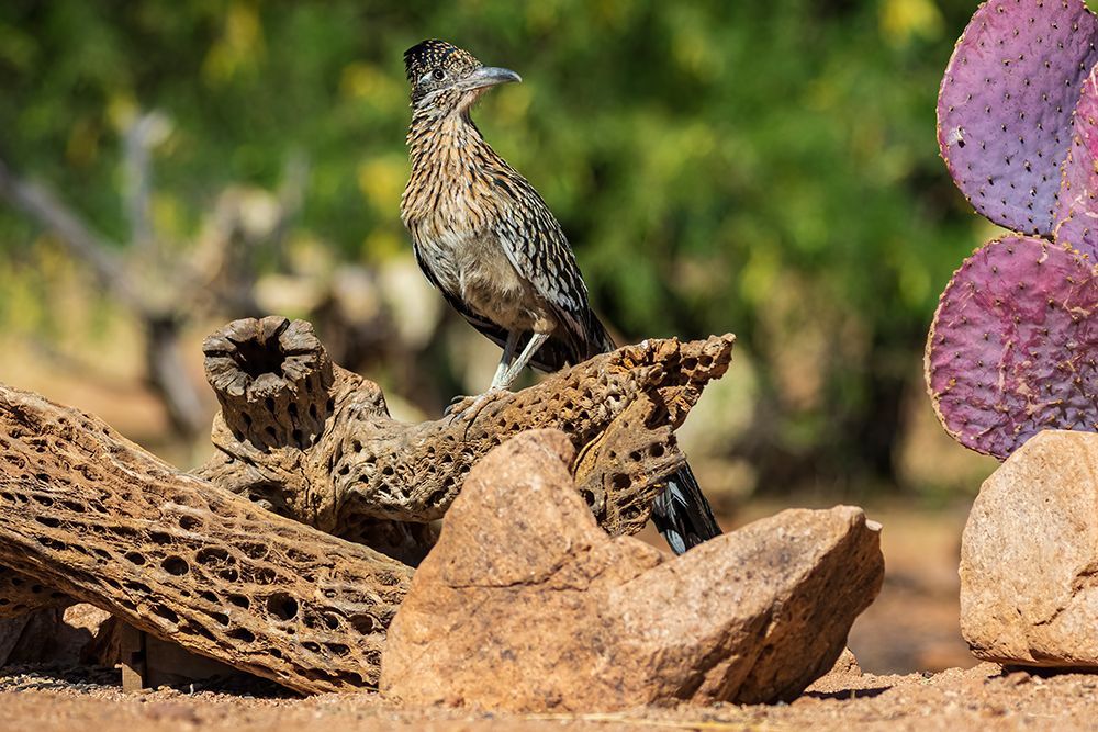 Greater Roadrunner in desert-Pima County-Arizona art print by Richard and Susan Day for $57.95 CAD