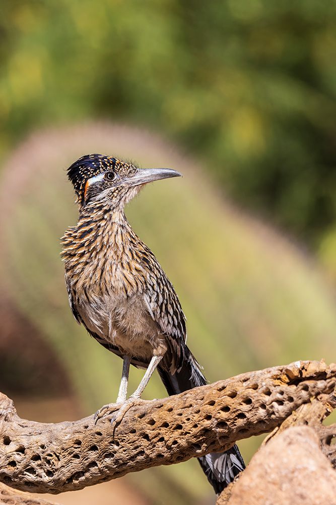 Greater Roadrunner in desert-Pima County-Arizona art print by Richard and Susan Day for $57.95 CAD