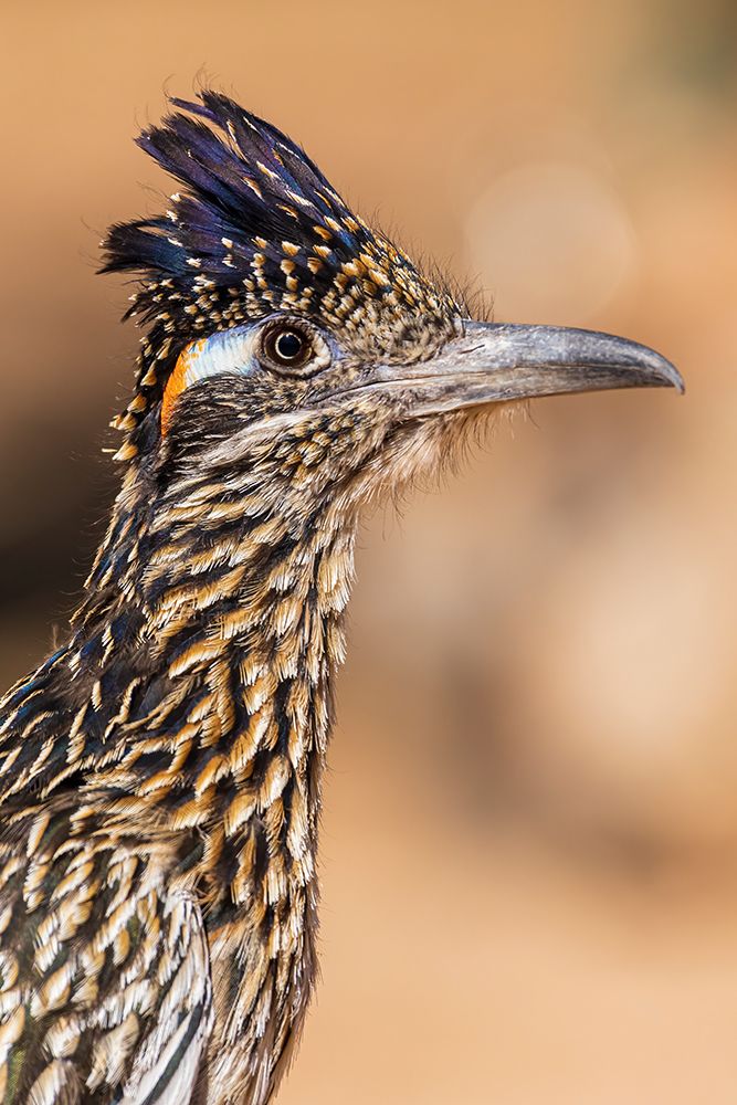 Greater Roadrunner in desert-Pima County-Arizona art print by Richard and Susan Day for $57.95 CAD