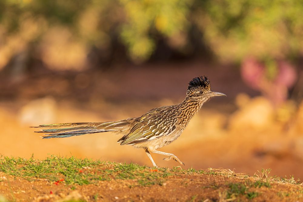 Greater Roadrunner in desert-Pima County-Arizona art print by Richard and Susan Day for $57.95 CAD