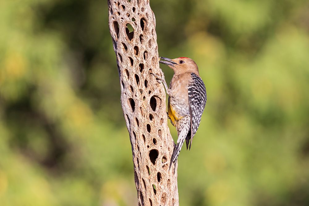 Gila Woodpecker male on tree-Pima County-Arizona art print by Richard and Susan Day for $57.95 CAD