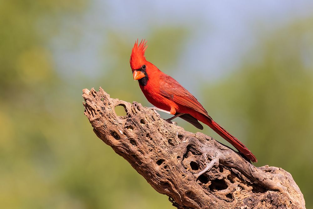 Northern Cardinal male-Pima County-Arizona art print by Richard and Susan Day for $57.95 CAD