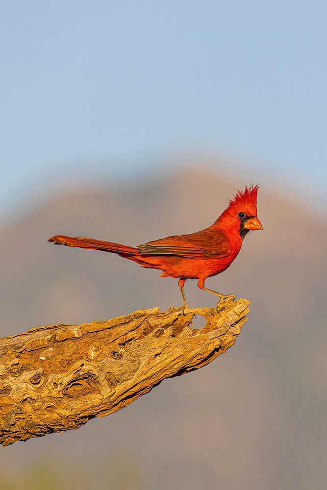 Northern Cardinal male-Pima County-Arizona art print by Richard and Susan Day for $57.95 CAD