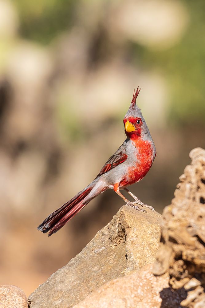 Pyrrhuloxia male-Pima County-Arizona art print by Richard and Susan Day for $57.95 CAD
