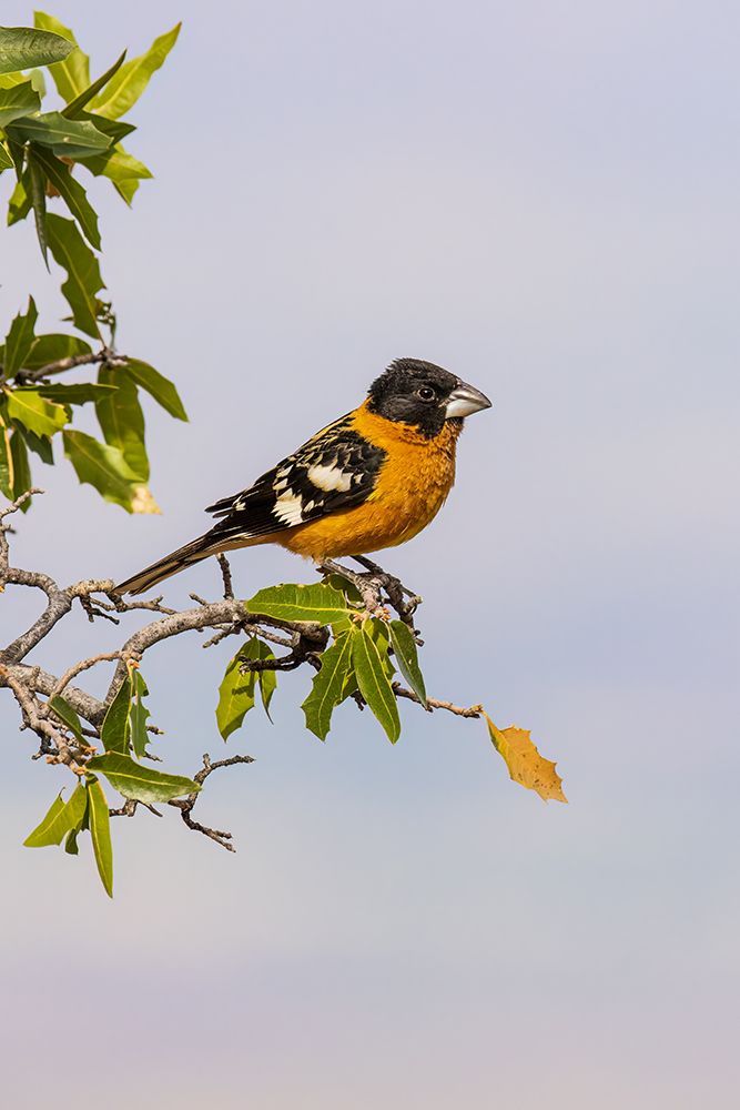 Black-headed Grosbeak male-Pima County-Arizona art print by Richard and Susan Day for $57.95 CAD