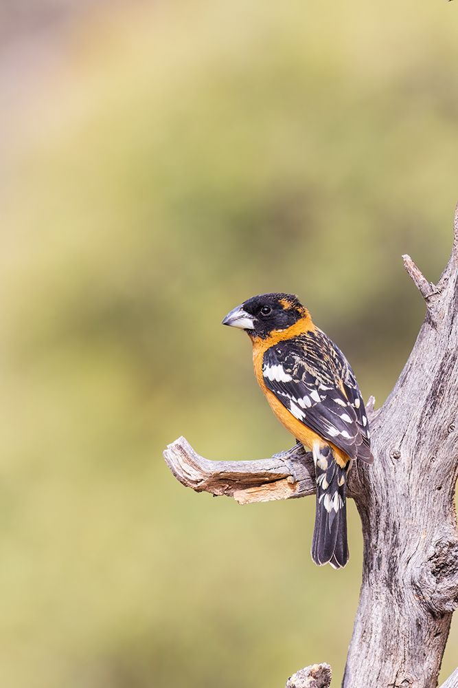 Black-headed Grosbeak male-Pima County-Arizona art print by Richard and Susan Day for $57.95 CAD