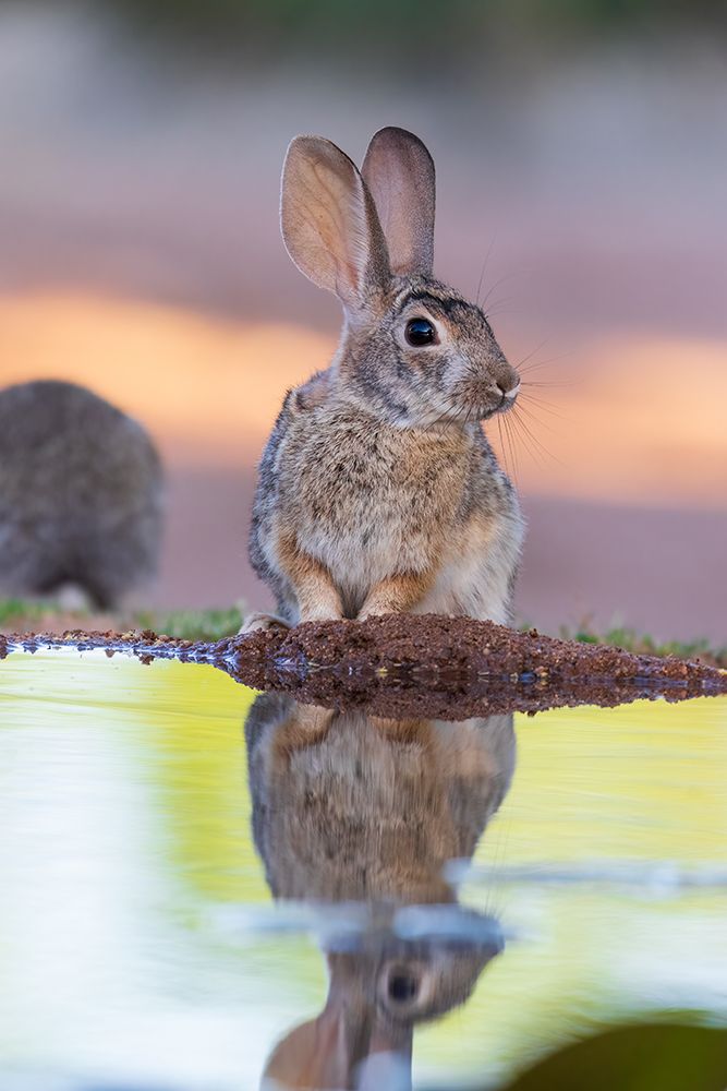 Desert Cottontail at water-Pima County-Arizona art print by Richard and Susan Day for $57.95 CAD