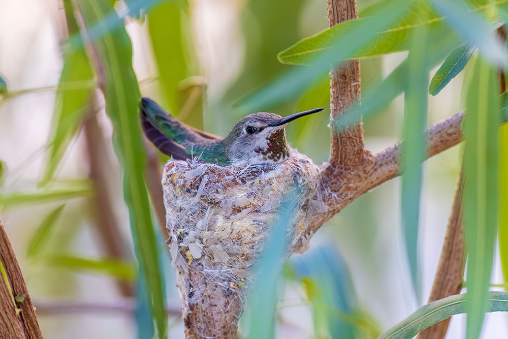 Black-chinned hummingbird female on nest, Pima County, Arizona. art print by Richard and Susan Day for $57.95 CAD