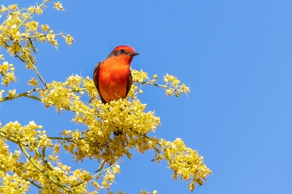 Vermillion flycatcher male in blooming mesquite tree, Pima County, Arizona. art print by Richard and Susan Day for $57.95 CAD
